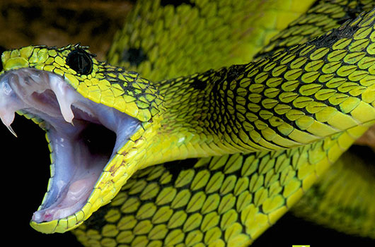 Serpents dangereux